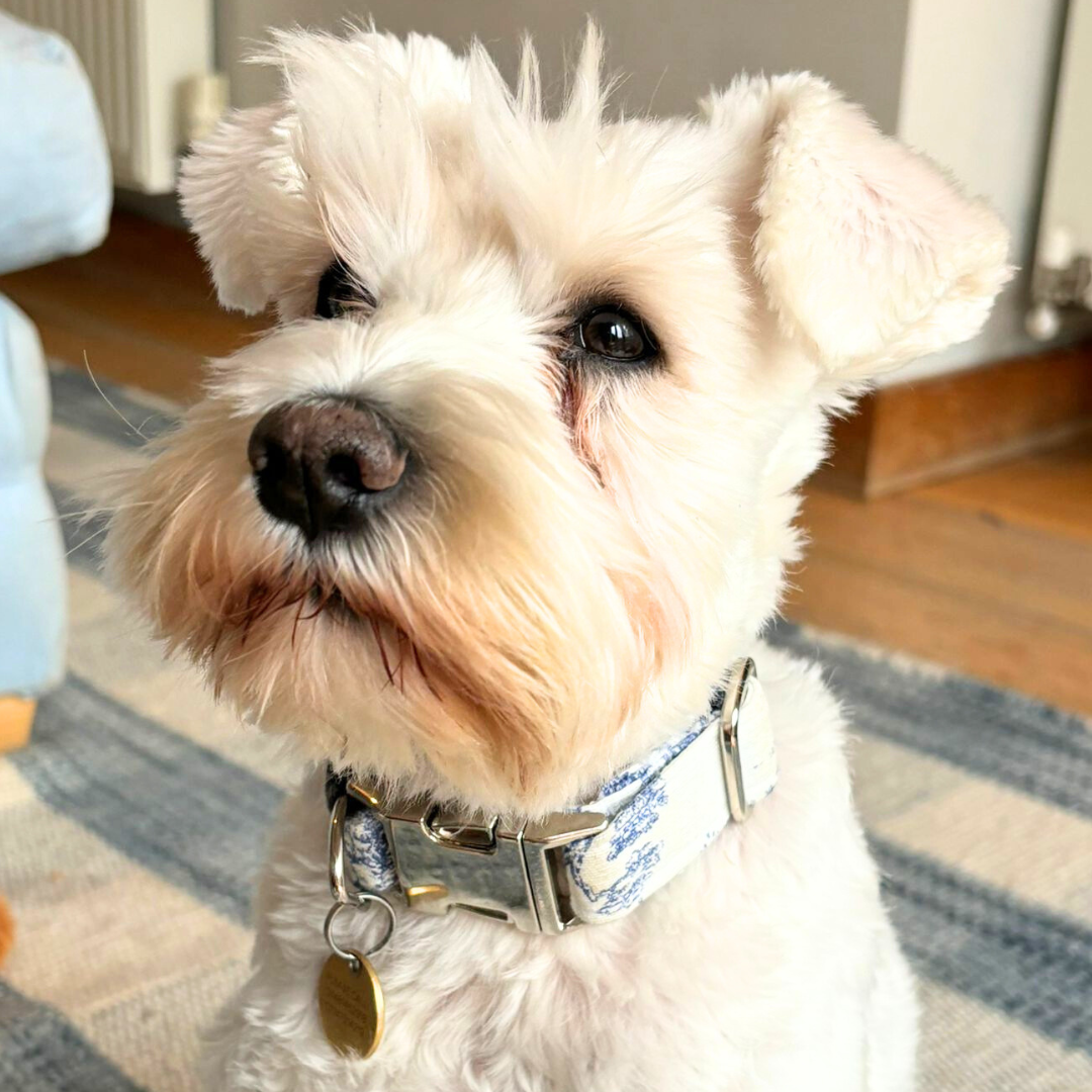 Dog Collar, Toile De Joey Dog Collar, Toile De Joey, Gingham Pets, Pets, Handmade, Sewing England, pet fashion, dog fashion, dogs, stripes