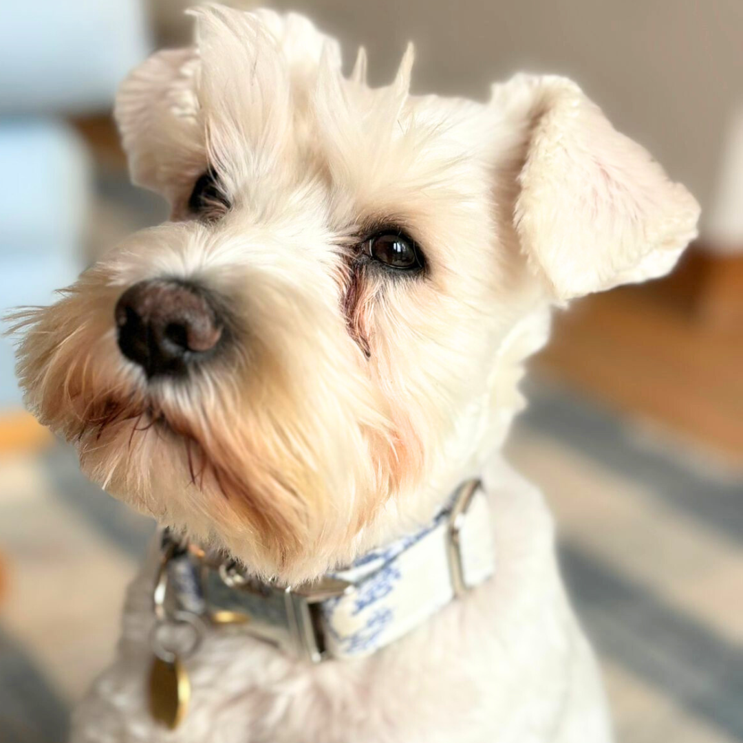 Dog Collar, Toile De Joey Dog Collar, Toile De Joey, Gingham Pets, Pets, Handmade, Sewing England