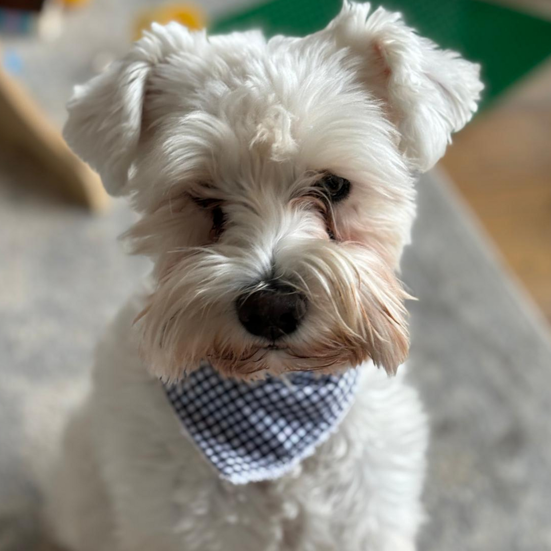 Dog Bandana