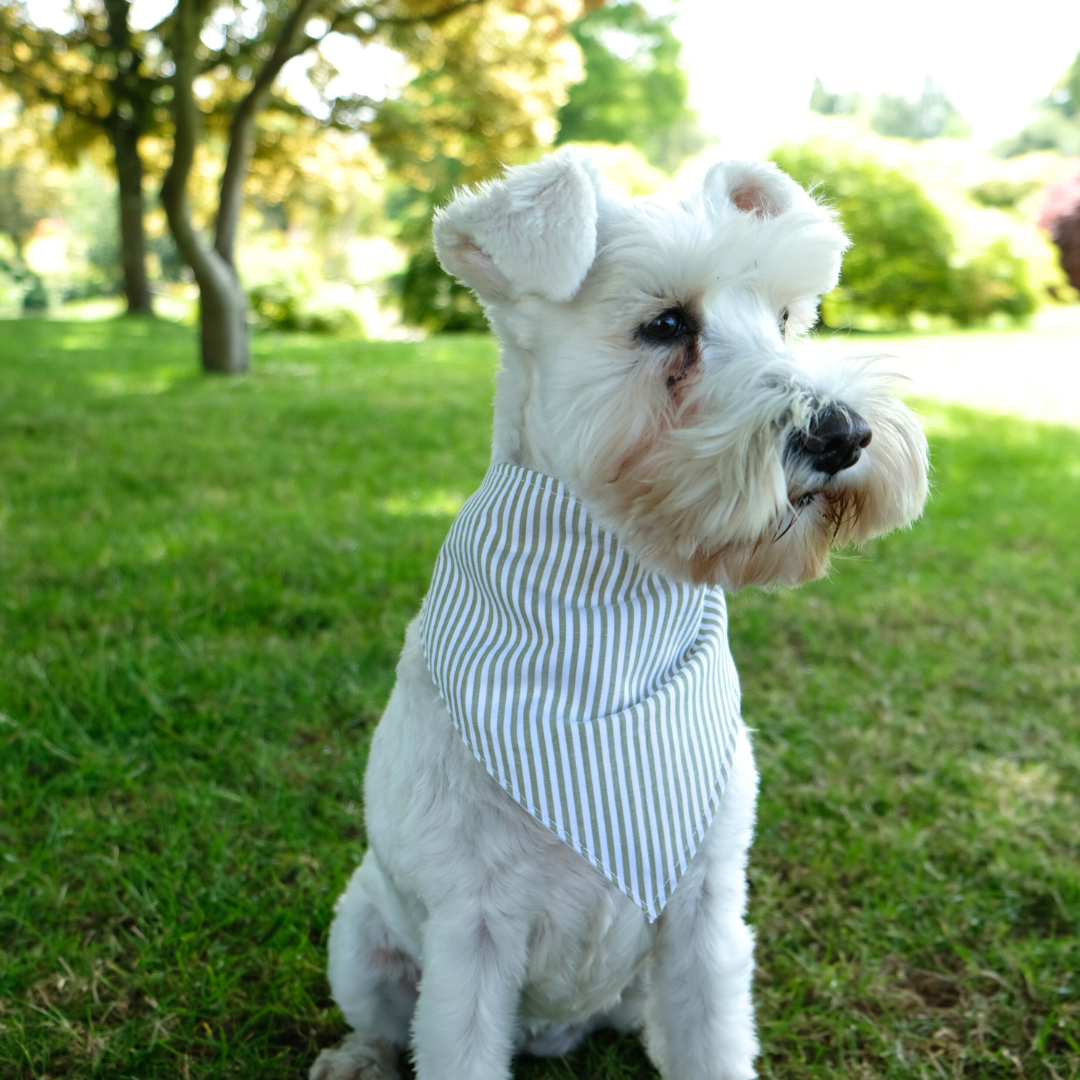 Dog Bandana