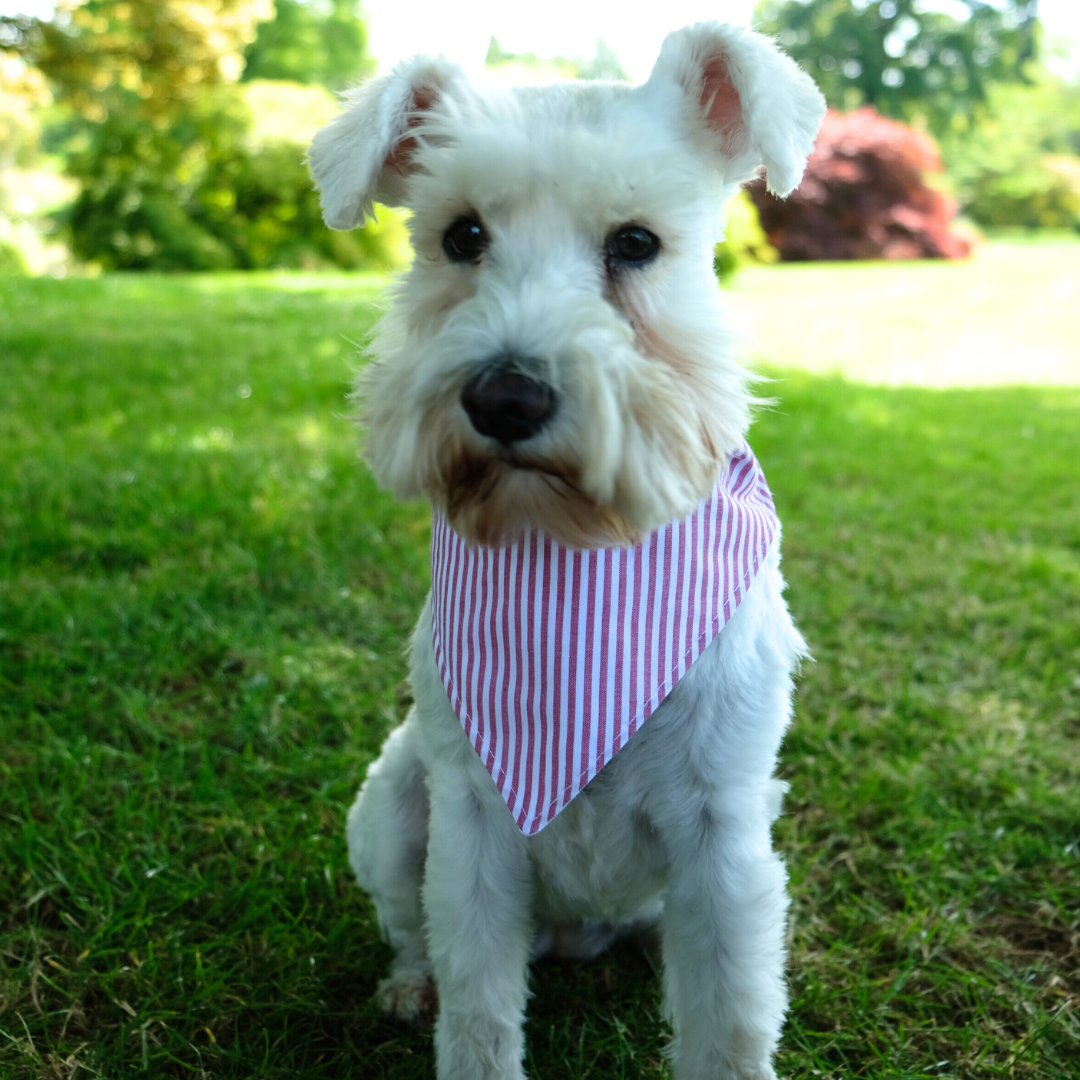 Handmade Dog Bandana – Breathable Cotton, Easy Attach Design | Stylish & Durable Pet Accessory in Vibrant Colours & Pattern