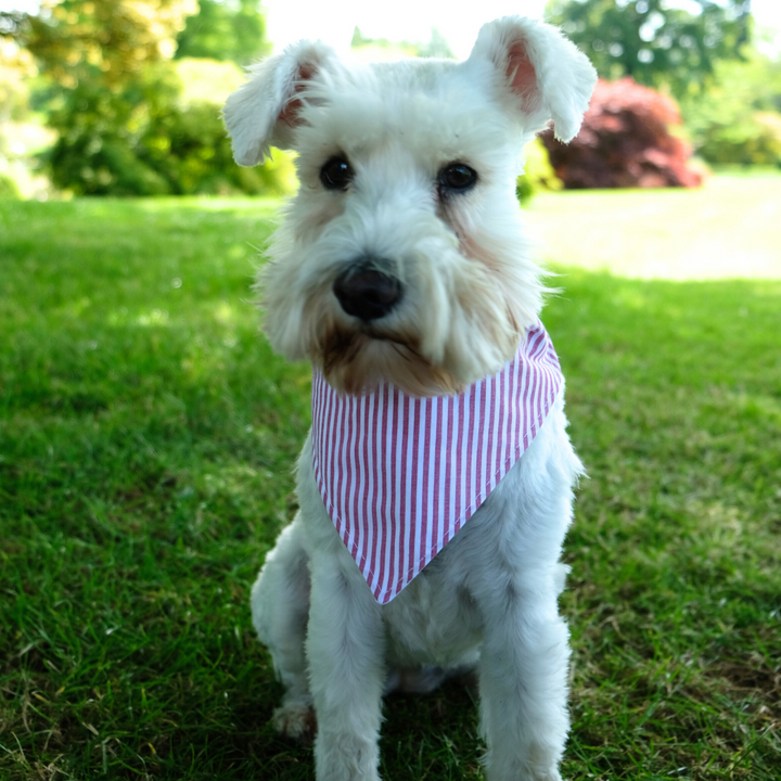 Dog Bandana