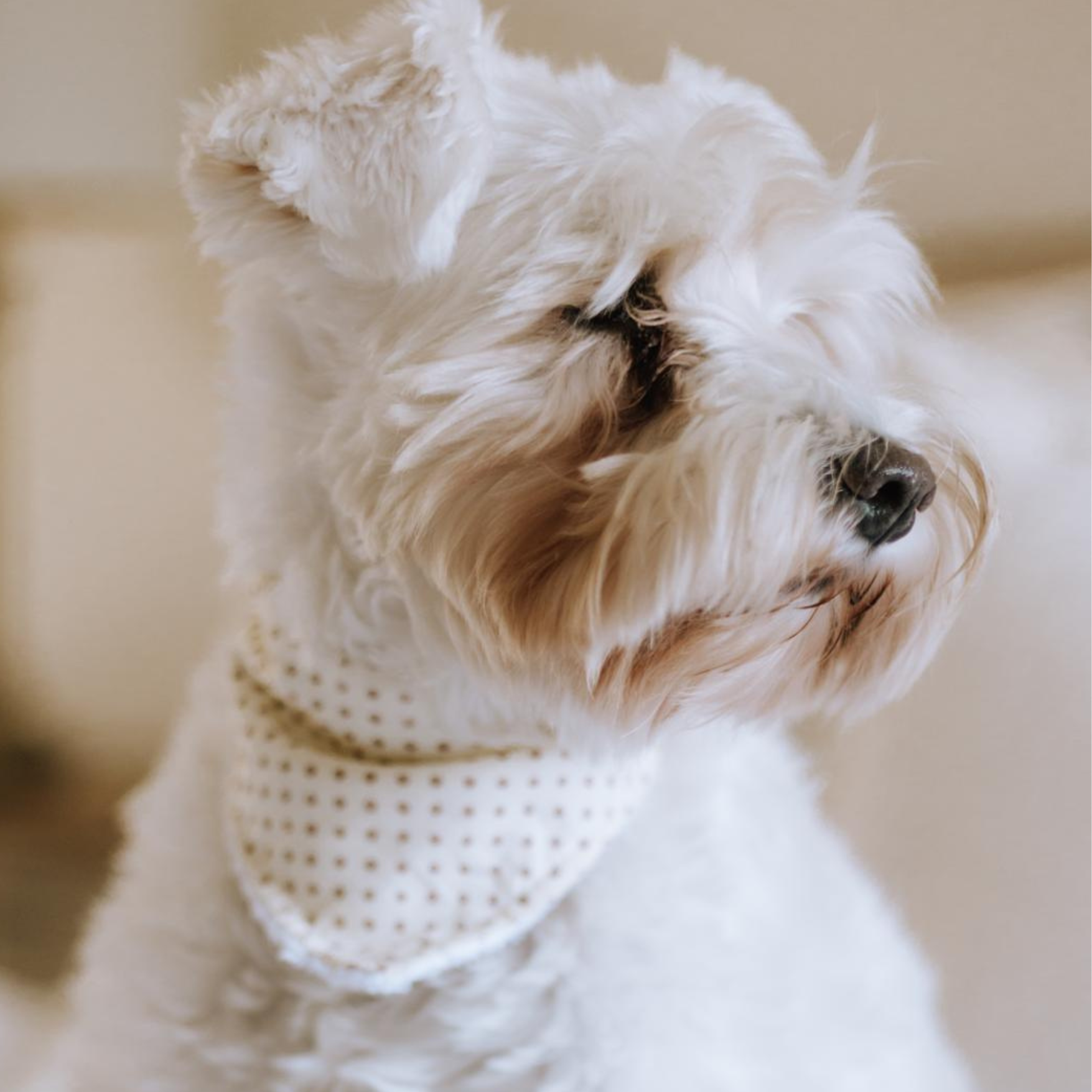 Dog Bandana