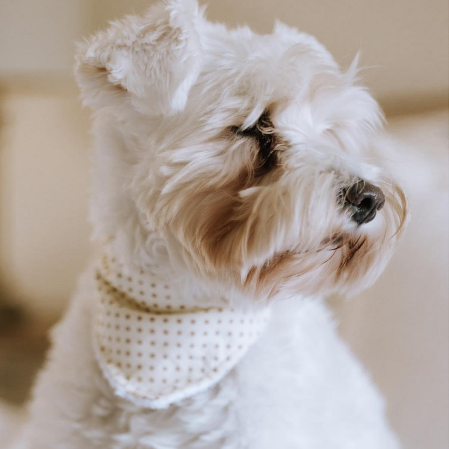 Handmade Dog Bandana – Breathable Cotton, Easy Attach Design | Stylish & Durable Pet Accessory in Vibrant Colours & Pattern