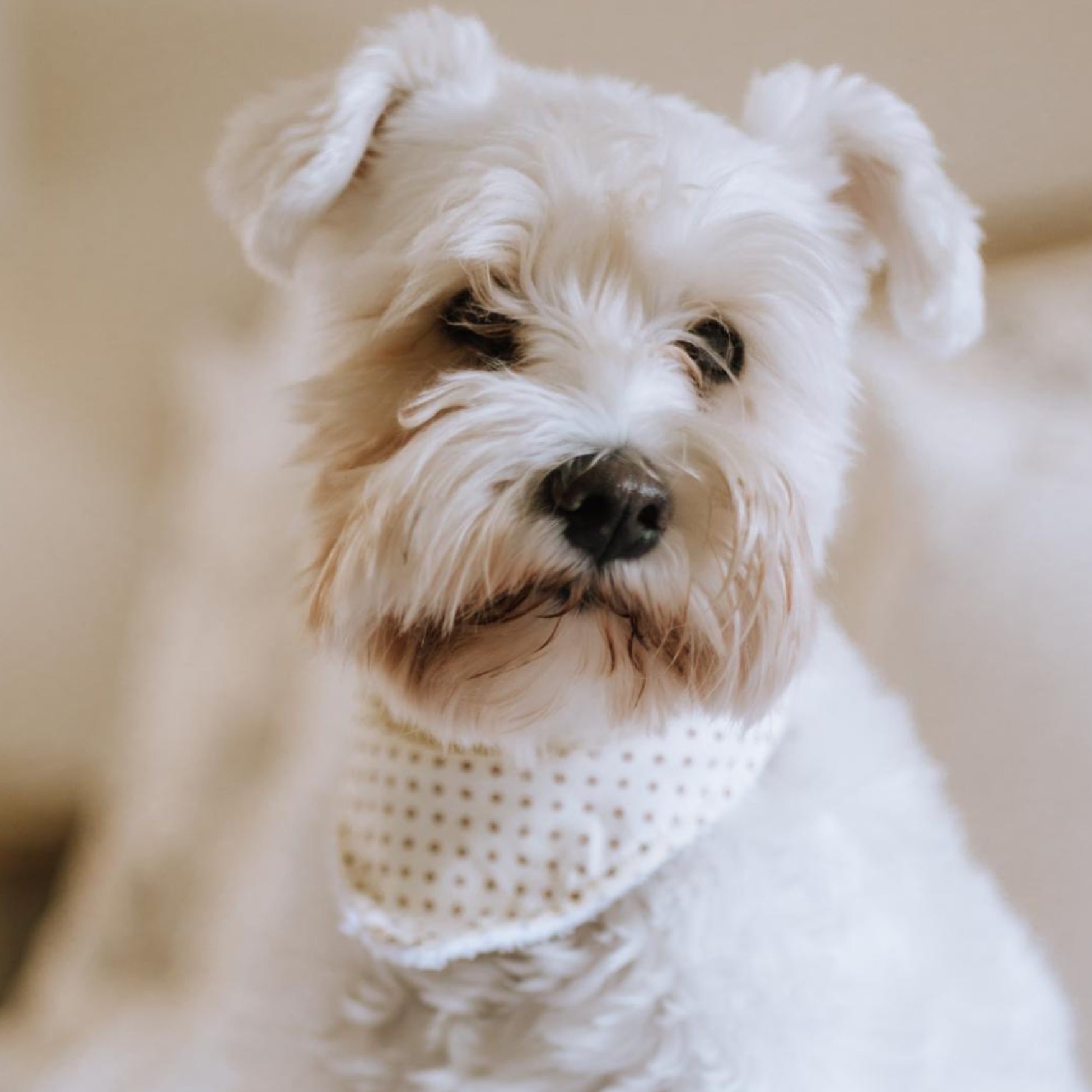 Dog Bandana