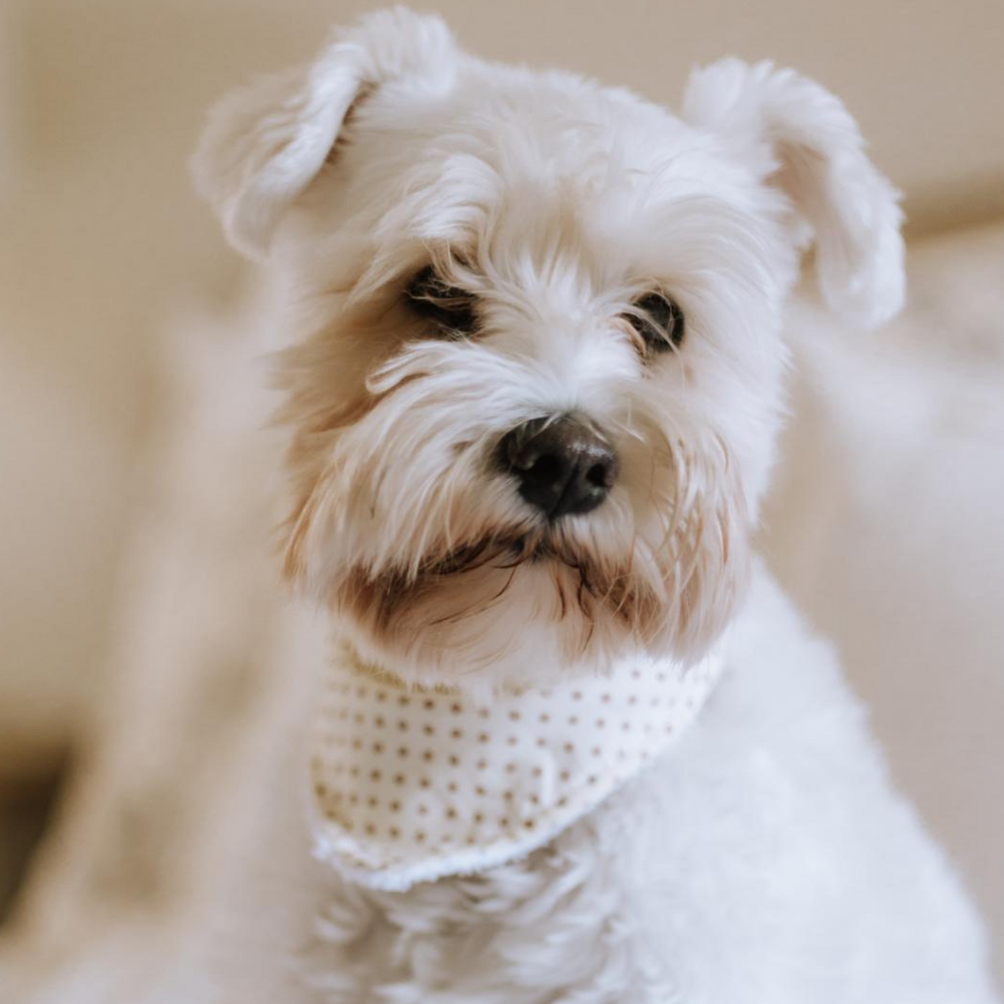 Handmade Dog Bandana – Breathable Cotton, Easy Attach Design | Stylish & Durable Pet Accessory in Vibrant Colours & Pattern